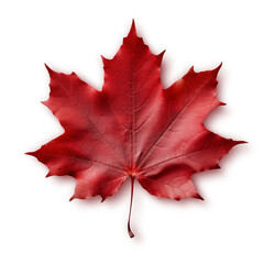 red maple leaf isolated on transparent or white background, png