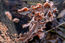 Stereum Hirsutum Fungus, Also Known As The False Turkey Tail