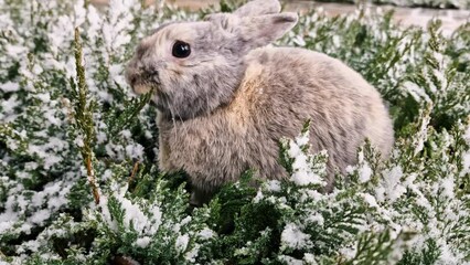 Wall Mural - Easter greetings - Easter bunny rabbit sitting in grass in garden when snowing.
