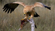 a juvenile tawny eagle feeding on a slender mongoose