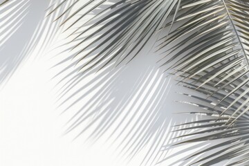 Poster - A detailed view of a palm leaf against a white wall. Perfect for adding a touch of nature to any design or decoration
