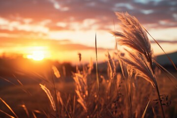 Poster - A beautiful sunset casting warm hues over a field of tall grass. Perfect for nature and landscape themes