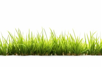 Poster - A row of green grass against a white background. Perfect for adding a touch of nature to any design or project
