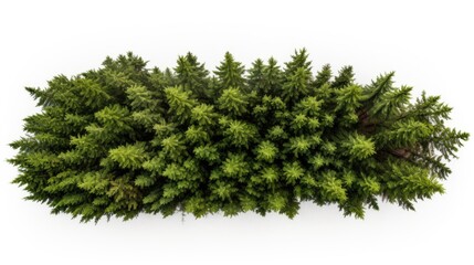 Poster - A top-down view of a tree against a white background. This image can be used for various purposes