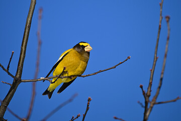 Wall Mural - Bright yellow male Evening Grosbeak bird sits perched on a branch against a blue sky