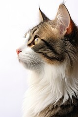 Poster - A close up view of a cat's face against a white background. Perfect for animal lovers or pet-related projects