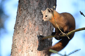 Wall Mural - Cute American Pine Marten climbs through the pine trees along the edge of a forest in Algonquin Provincial Parkin Ontario Canada