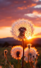 Dandelion In The Sunset,closeup