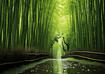 Poster - green bamboo forest in the morning