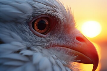 Poster - A close-up shot of a bird's face with a stunning sunset in the background. Perfect for nature enthusiasts and wildlife lovers
