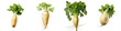 Parsnip Hyperrealistic Highly Detailed Isolated On Transparent Background Png File