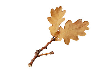 Wall Mural - two dry brown oak leaves branch isolated transparent png. autumn season fallen foliage.