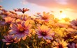 sunset over a field of African daisy flowers