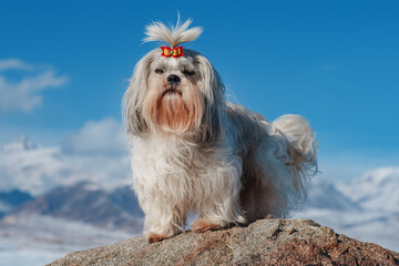 Sticker - Shih tzu dog standing on stone on mountains background in winter