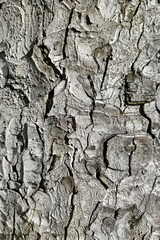 Canvas Print - bark of the trunk of a large chestnut, natural background