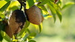 Sapodilla fruit infested by aphids.