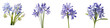 Squill Hyperrealistic Highly Detailed Isolated On Transparent Background Png File