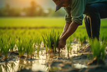 Asia Farmers Transplant Rice Seedlings In Rice Field