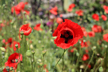 Wall Mural - beautiful bright red poppies