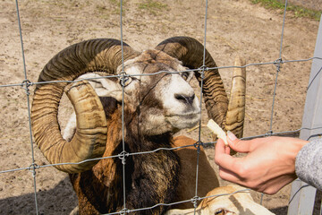 Beautiful adult ram grazing on a home farm