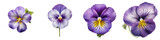 Viola Hyperrealistic Highly Detailed Isolated On Transparent Background Png File