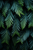 Fototapeta Londyn - green fern background