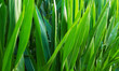 Nahaufnahme von grünen Maisblättern auf einem Feld
