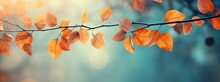 Autumn Leaves With Blurred Background