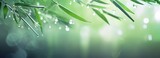 Fototapeta Sypialnia - Green bamboo leaves with a blur effect, can be used as posters, advertising media, presentations and others. generative AI