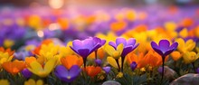 Close Up Full Blooming Crocus Flower Filed, Bright Vibrant Spring Flower Background, Generative Ai