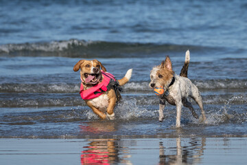 Two mixed breed dogs playing in the water at the beach