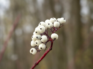 white berries on a red barked dogwood branch
