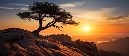 Wall Mural - Silhouetted tree atop dark rock cliff at sunset in nature.