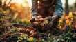 Farmer hands with freshly dug potatoes on the field. Selective focus. Close-up of a farmer's hands holding freshly dug potatoes in the garden.
