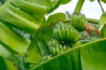 Ripe green bananas hang in clusters on banana plantations. Industrial scale banana cultivation for worldwide export.