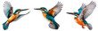 Flying kingfisher isolated on transparent background. Set/collection of kingfishers.