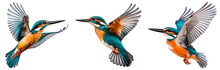 Flying Kingfisher Isolated On Transparent Background. Set/collection Of Kingfishers.