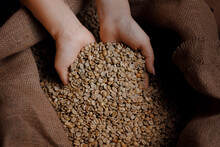 Worker Holding Green Coffee Beans In Hands Checks Quality Before Been Roasted In Machine. Plantation Factory Concept