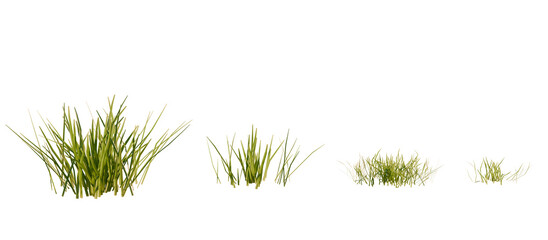 Fototapete - Bunches of grass on a transparent background. 3D rendering.	
