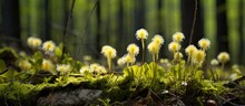 Arctic Coltsfoot In Spring Forest. East Baltic Vegetable, Celery-like Salt Substitute.