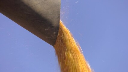 Wall Mural - Harvest. Harvesting of wheat. Corn Combine unloading a harvested crop of raw kernels from the hopper into a tractor trailer.Pouring corn grain into tractor trailer after harvest at field
