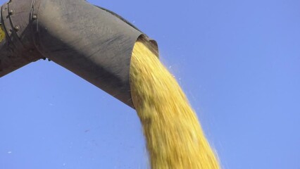 Wall Mural - Harvest. Harvesting of wheat. Combine transferring wheat into a trailer after harvest