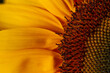 Macro Studioaufnahme einer Sonnenblume auf schwarzem Hintergrund