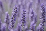 Fototapeta Lawenda - Violet lavender field. Lavanda purple flowers beautiful sunshine blooming in a garden, Latvia
