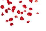 rose petals flying isolated on transparent background