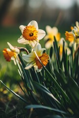 Poster - A group of yellow and white flowers in a field. Suitable for nature, gardening, and floral themes