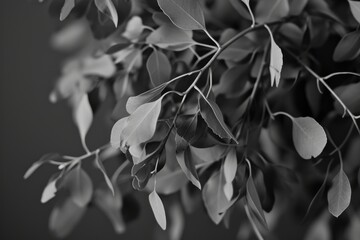 Poster - A black and white photo of a plant. Suitable for various design projects