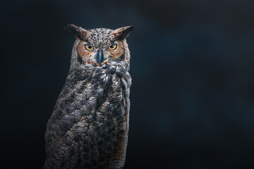 Sticker - South American Great Horned Owl (Bubo virginianus nacurutu) - Nocturnal Bird