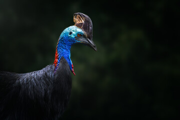 Sticker - Beautiful Southern Cassowary portrait (Casuarius casuarius)