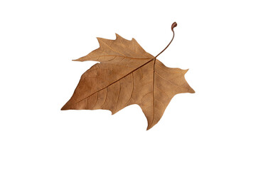 Wall Mural - fallen leaf isolated transparent png. autumn season dry brown plane tree foliage.